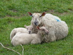 FZ003567 Lambs with ewe.jpg